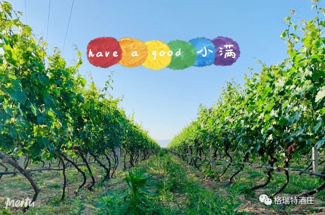 記錄小滿時(shí)節(jié)的酒莊、怎一美字了得！